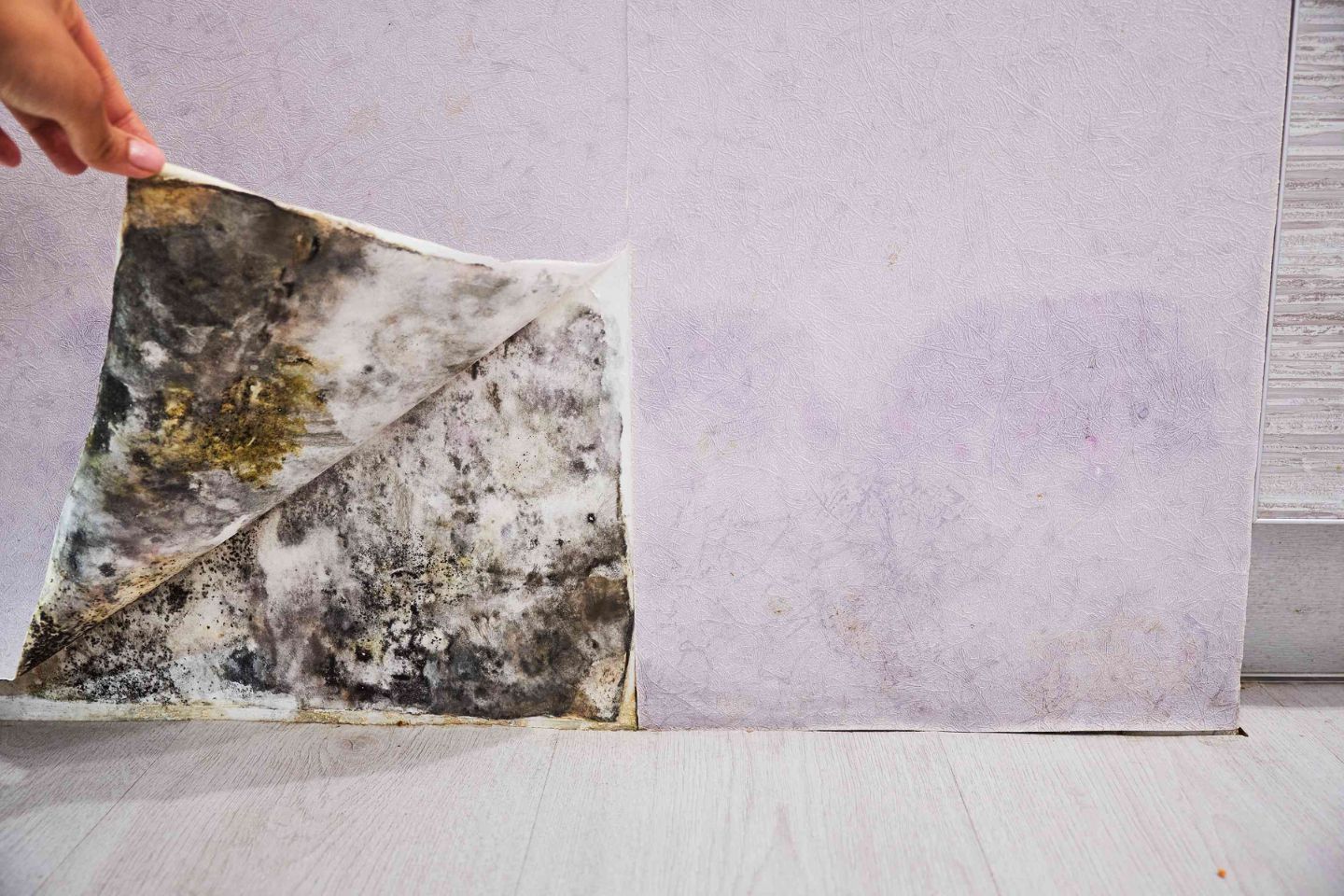 A hand holds a piece of moldy paper, illustrating the necessity for mold removal services in Rockford, IL.