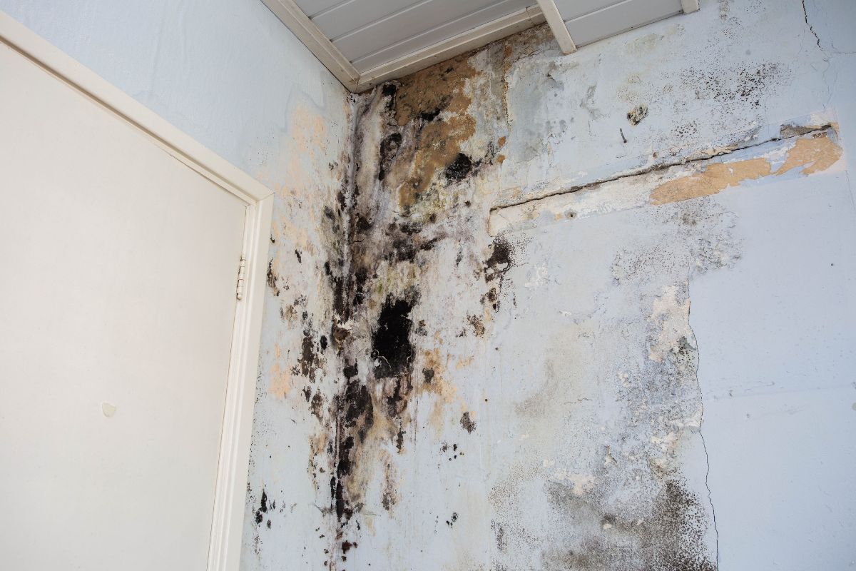 A wall displaying mold in a room, accompanied by a door, emphasizing the importance of indoor air quality and cleanliness.