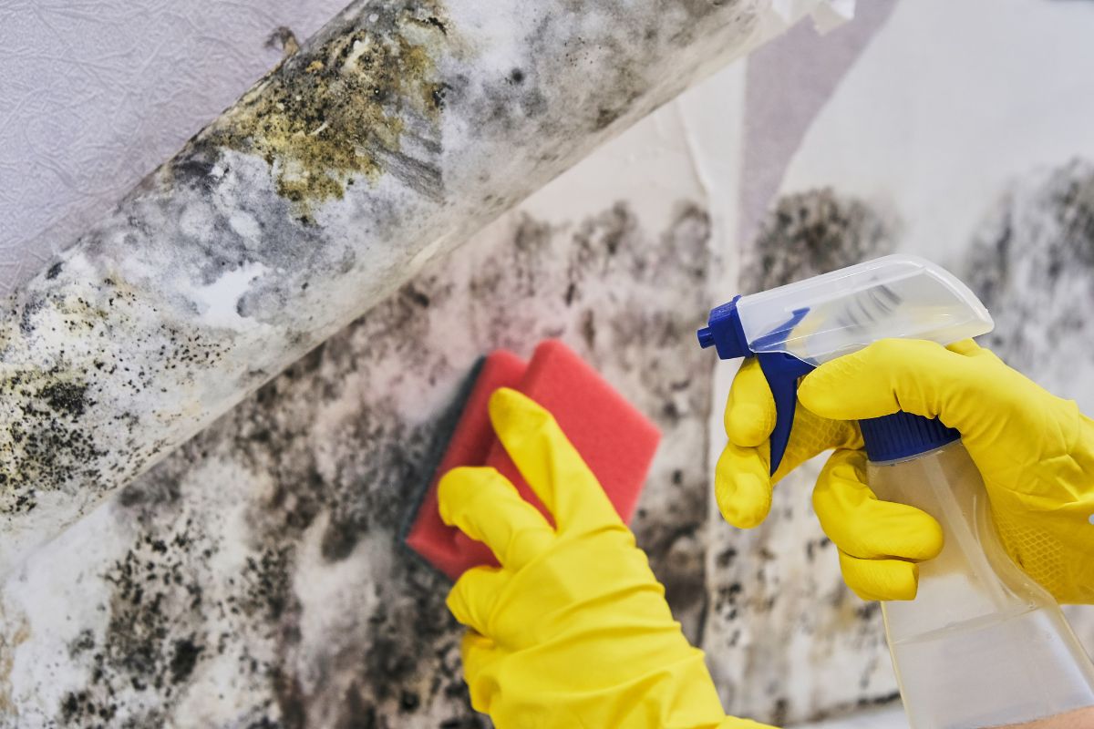 A person wearing yellow gloves scrubs mold from a wall, highlighting the importance of maintaining a clean environment.