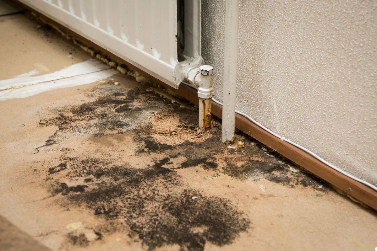Mold growing on the floor near a radiator in a dimly lit room, indicating potential moisture issues.