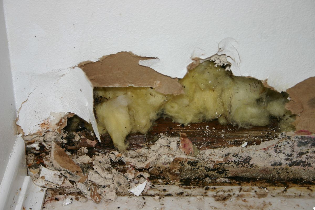 A professional removing mold from bathroom walls, showcasing tools and protective gear in a clean, well-lit environment.