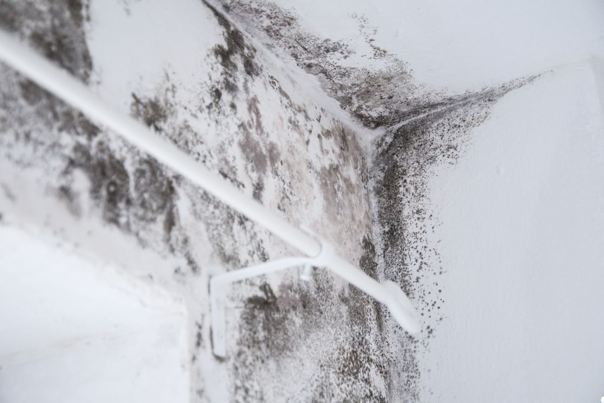 Mold growth on a wall in a room, showing dark patches and a textured surface. 