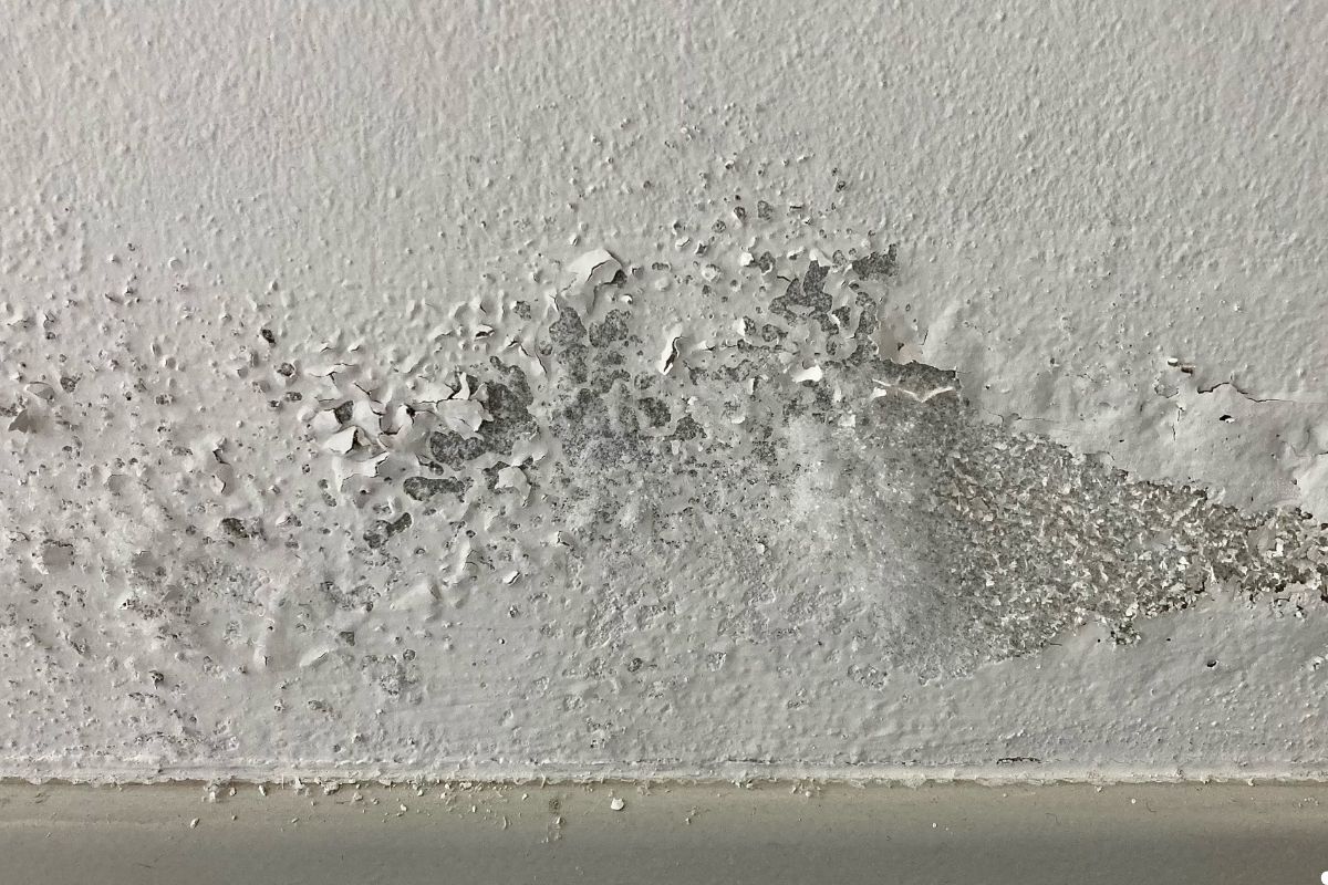 A close-up of a white wall showing patches of mold growth, indicating moisture issues.